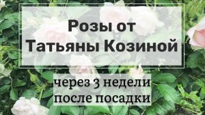 Розы от Татьяны Козиной спустя 3 недели после посадки