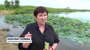 Лотосы в Приамурье зацвели раньше привычного срока
