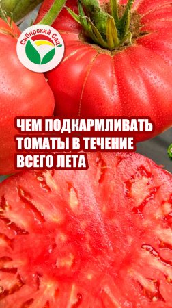 Чем подкармливать томаты в течение всего лета