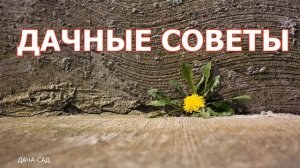 САМЫЕ ОПАСНЫЕ БОЛЕЗНИ ОГУРЦОВ КАК ВЫЛЕЧИТЬ