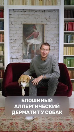 Блошиный аллергический дерматит у собак