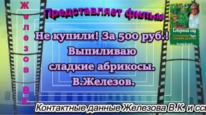 Не купили! За 500 руб.! Выпиливаю сладкие абрикосы. В.Железов.