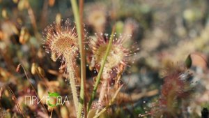 Росянка, Drosera