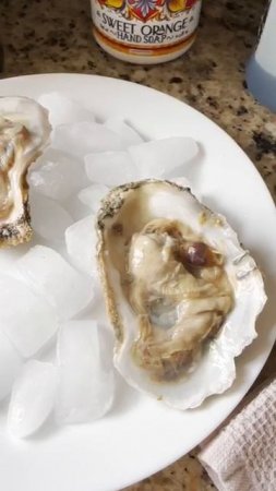 Устрицы 🦪 больше не едим.