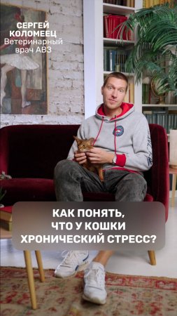 Как понять, что у кошки хронический стресс?