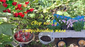 Время сбора садовых ягод. Желе из смородины. Разочарование. #87