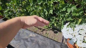 ГОТОВЛЮ пирог👍 Я НАИВНАЯ поверила, что они  МОГУТ БЫТЬ голубыми😂привели  В ПОРЯДОК виноград🤪