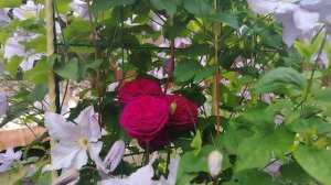 Самые ароматные розы 🌹🌹🌹 в моём саду