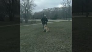 🐶занятие в парке ДРУЖБА.команда рядом
