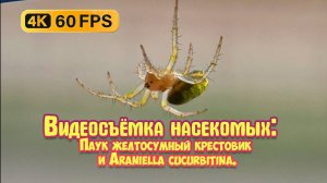 Видеосъёмка насекомых: Паук желтосумный крестовик и Araniella cucurbitina - 4К