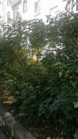 Дворики Гарькавого