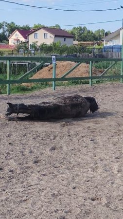 Самое любимое занятие Дольче Виты, наваляться в песке после мытья.