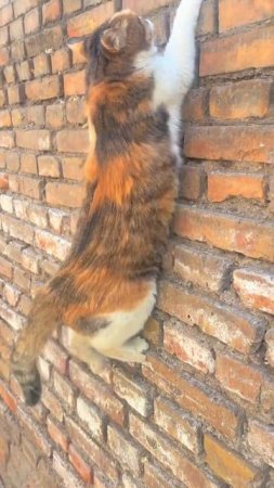 Скалолазка