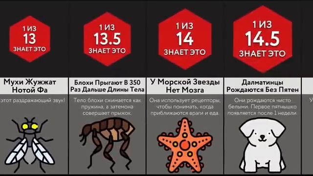 Вы Точно Не Знали Этого О Животных! смотреть онлайн