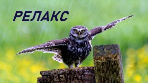 Птицы Релакс Красивая Музыка - 24 минуты релаксации.