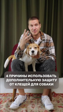 Четыре причины использовать дополнительную защиту от клещей для собаки