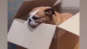 Самые смешные видео с животными №22.😂😂😂 Лучшие приколы коты и собаки. 😆 Смеялся до слез. 🤣🤣🤣