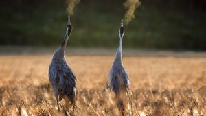 Журавлиная родина - вело ПВД