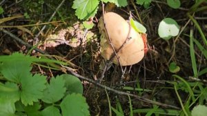 Грибы в Подмосковье. 18 Июля 2025