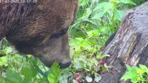 Как медведь Мансур кушает малину 🍓🍓🐻