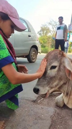 Such cute cows in Govardhan  #vrindavan #govardhan #cows #animals #shorts