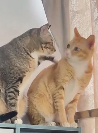 Приколюхи с котиками
