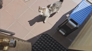Клёпа вам споёт, но сначала съест 🐈⬛🐈🐈⬛❤️