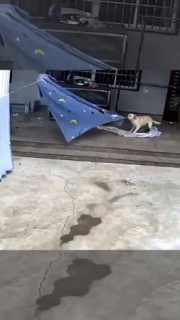 Собаки умные животные.
