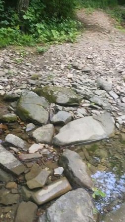 красивый камень и шишки ольхи #ольха #камни #поход