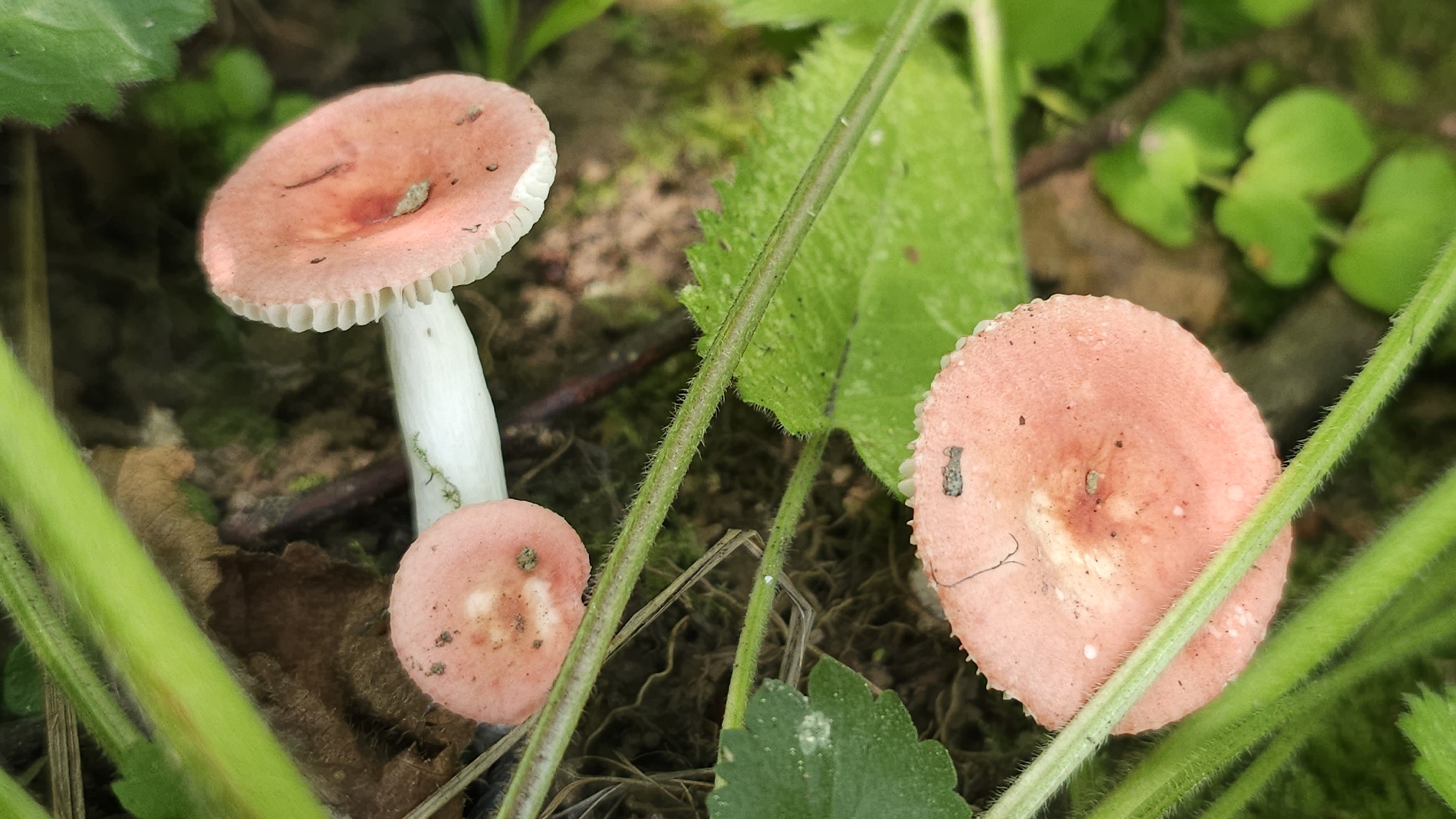 грибов НЕТ смотреть онлайн
