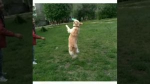 🐶 Голоден ретривер