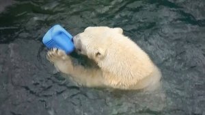 У медведя Кая сегодня праздник и любимые канистры, а Герда ведет себя сдержанно!