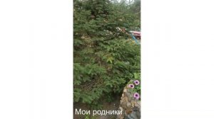 Цветы у Дома хороши