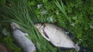 Рыбалка на фидер. Ловля леща, язя. Некоторые секреты хорошего улова.