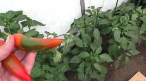 Первые сладкие перцы