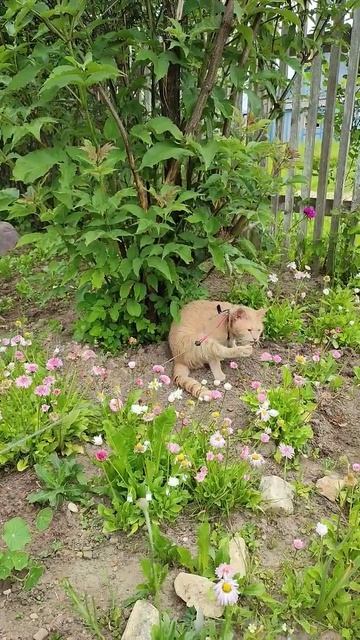 Кот умывается под бузиной смотреть онлайн