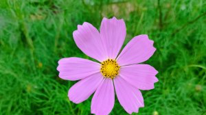 Эти цветы посадила одна женщина..