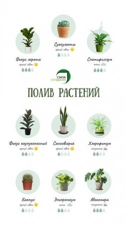Правильный полив комнатных растений #дача #shorts #огород #garden #комнатныерастения #сад