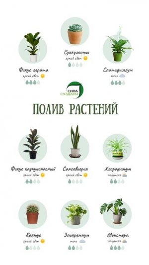Правильный полив комнатных растений #дача #shorts #огород #garden #комнатныерастения #сад