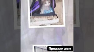 #сезонконтетаRUTUBE Дом продан. Деньги поделены родней.А кошка,выброшенная на улицу,досталась Приюту