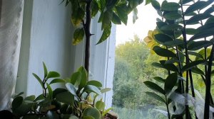 Луна, как сыч...