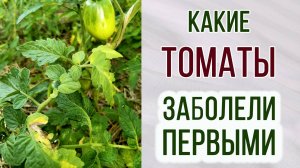 Какие томаты заболели первыми. Вершкование. Свои томаты. "Запуняка" "Настенька" "Шурочка" и д.р.