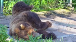 Спят усталые мишки....✨✨