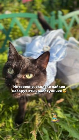 Поставите👍 красотуличкам?🥹 #кот #кошка #лайк