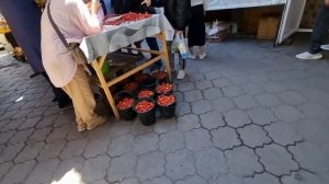 Дорога домой