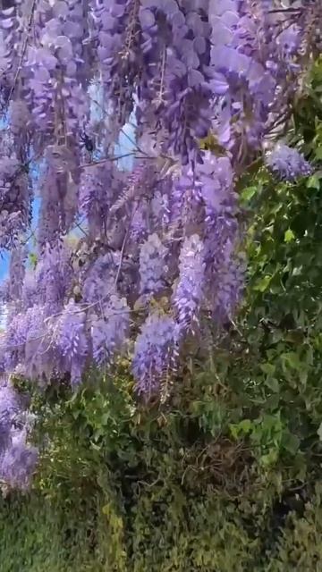 Водопады цветущей глицинии в Сочи 😍 смотреть онлайн