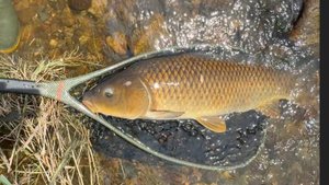 Подводная ловля карпа! 🐠🐋🐟