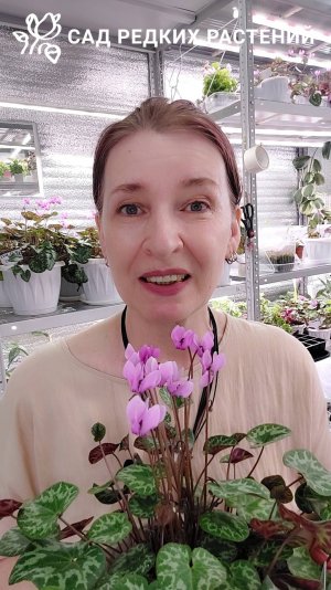 Новая коллекция комнатных цветов. Что привезем на Growbox?