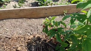 Арбузы не растут. Ламинат уложили