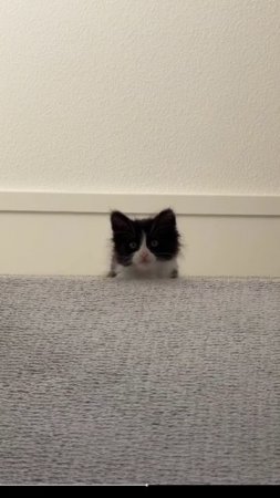КОТИКИ.